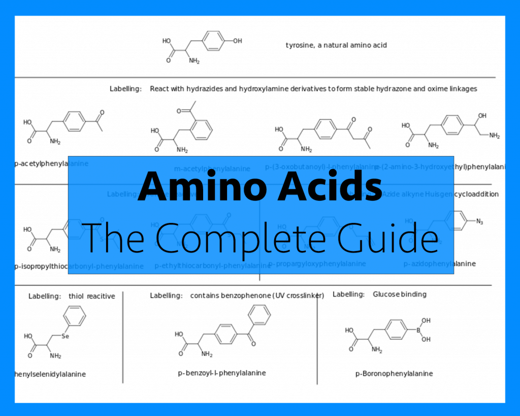 What Are Amino Acids and How Many Are There? The Amino Acids Guide