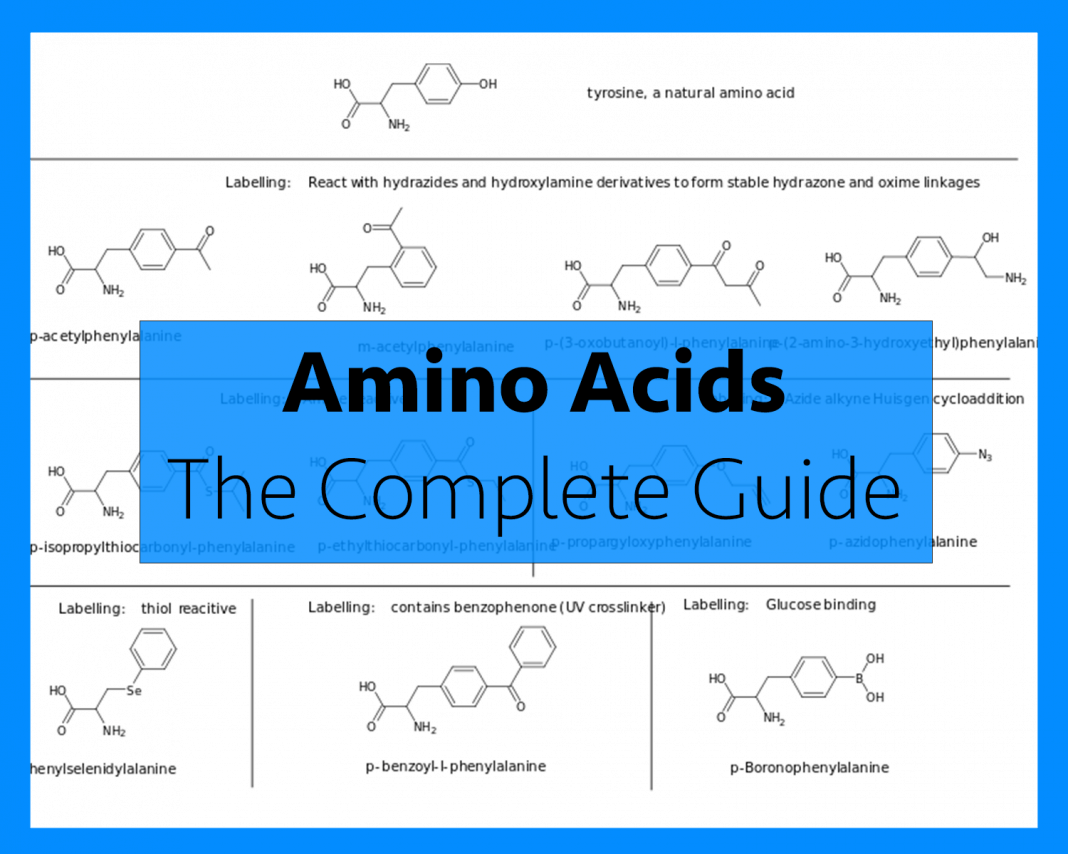 what-are-amino-acids-and-how-many-are-there-the-amino-acids-guide