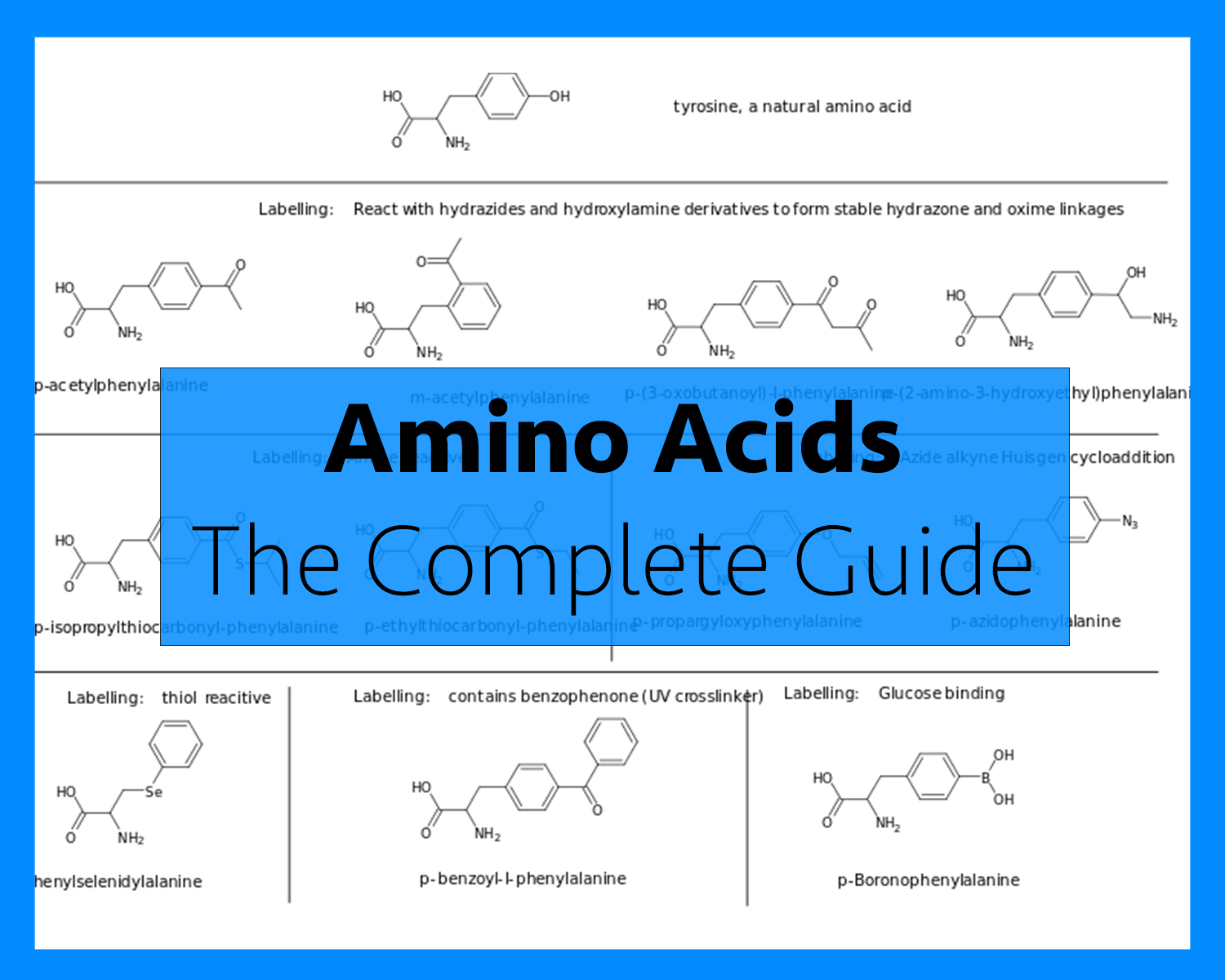 amino acids complete guide